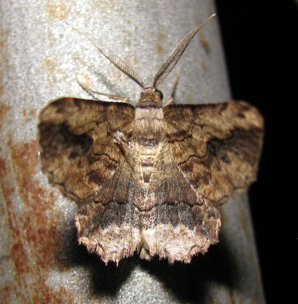 (Nottuide?) da identificare. No, Geometridae:  Menophra abruptaria