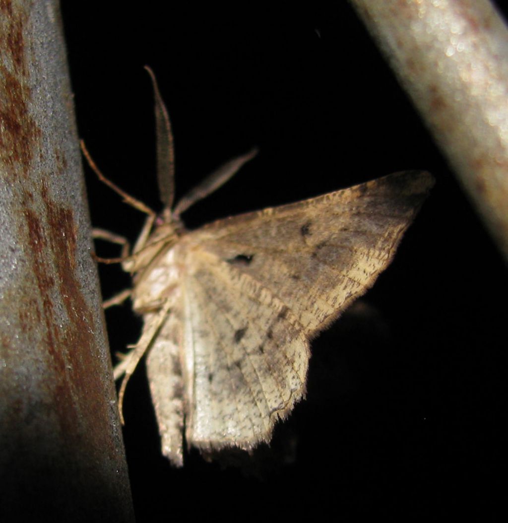 (Nottuide?) da identificare. No, Geometridae:  Menophra abruptaria