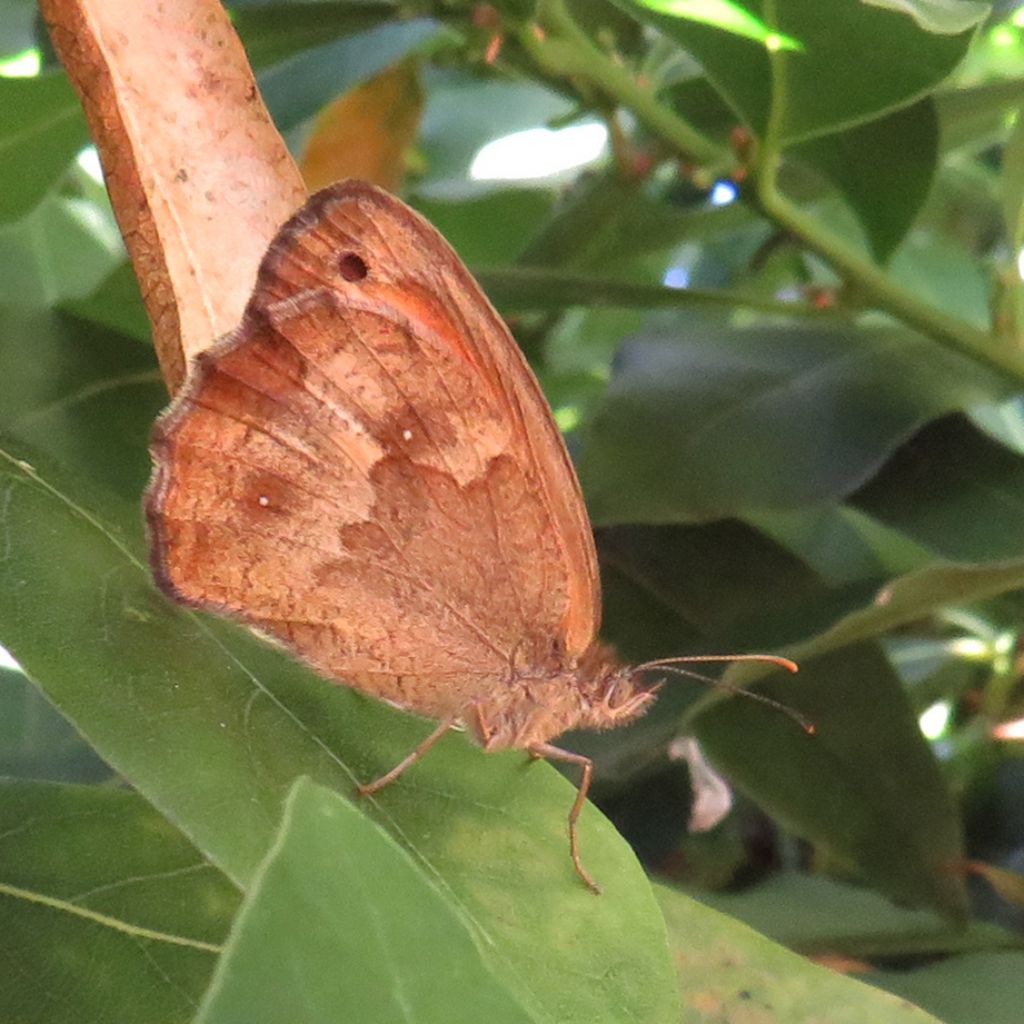 ID ninfalide (pararge?) - Pyronia (Pyronia) tithonus