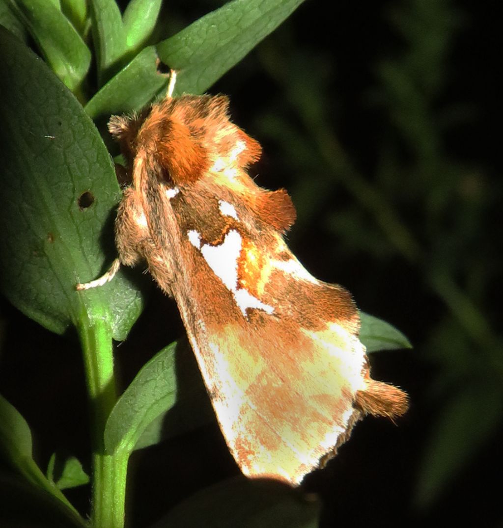 Nottuide farfalla da identificare. No, Notodontidae: Spatalia argentina