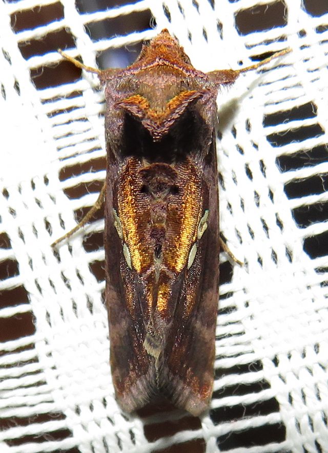 Chrysodeixis chalcites? S