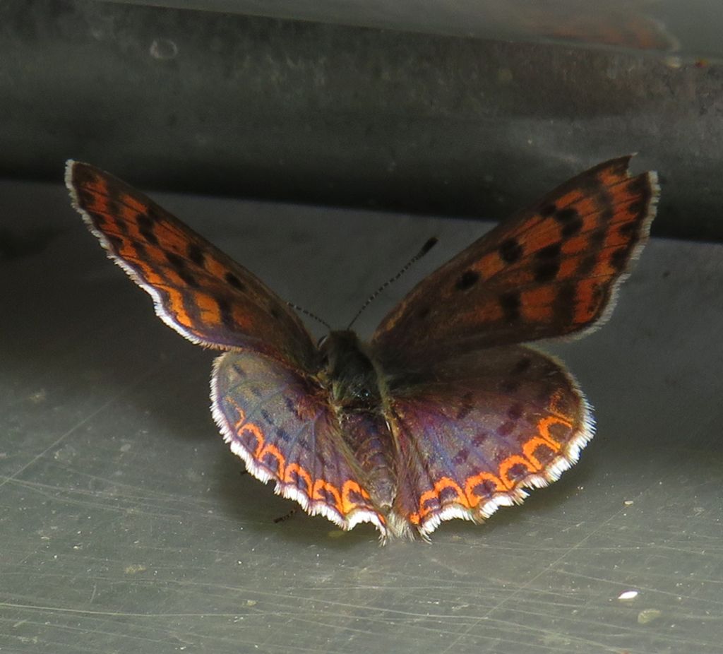 Lycaena tityrus?