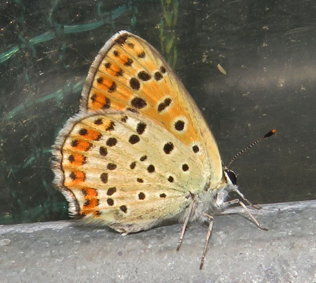 Lycaena tityrus?