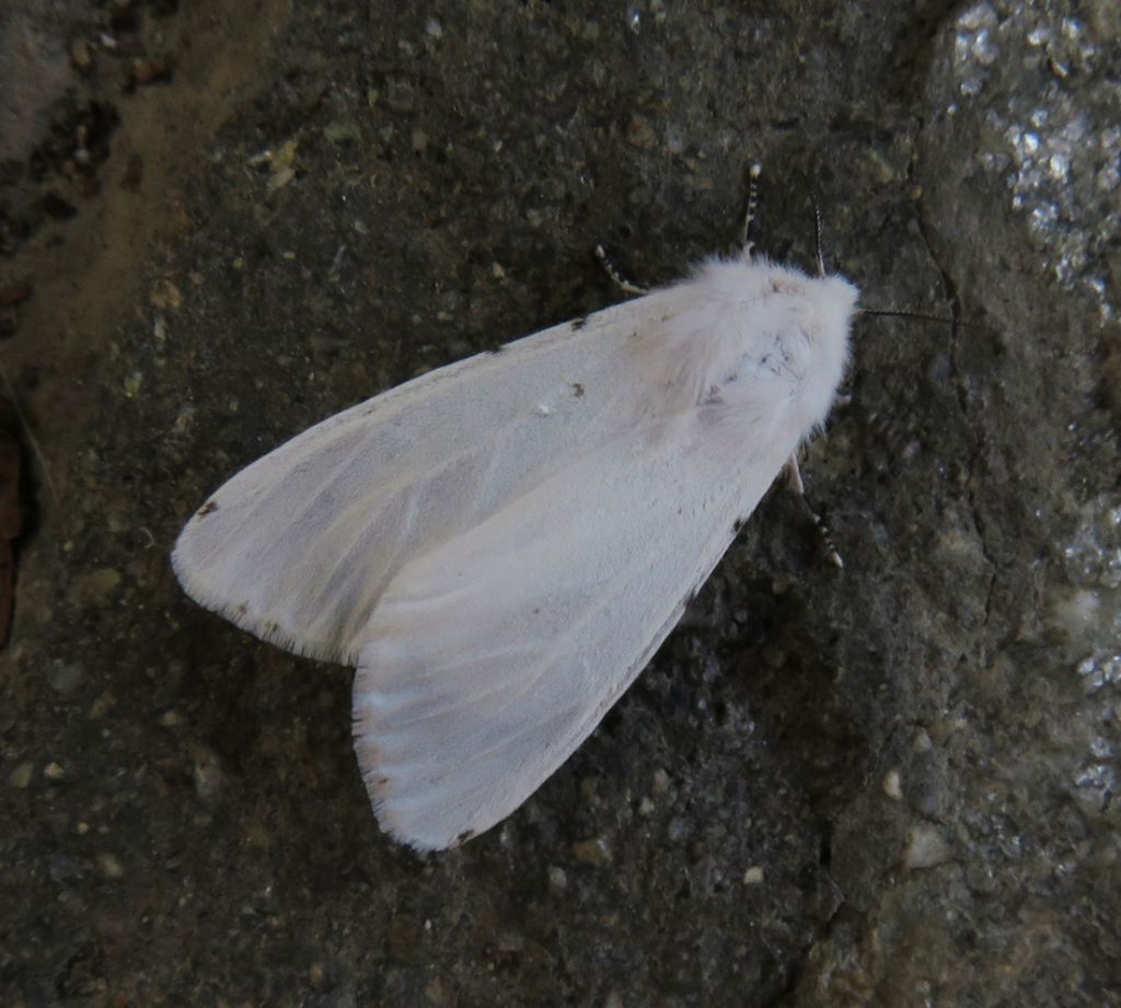 Diaphora mendica poco marcata? No, Hyphantria cunea, Erebidae Arctiinae