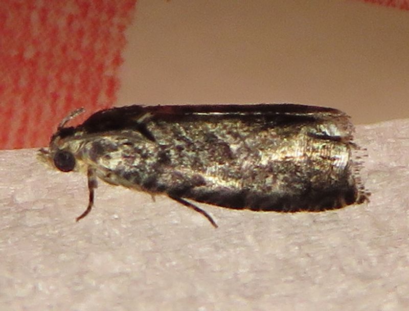 Cydia fagiglandana (cfr.), Tortricidae