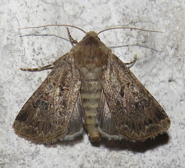 Noctuidae? S, Agrotis bigramma