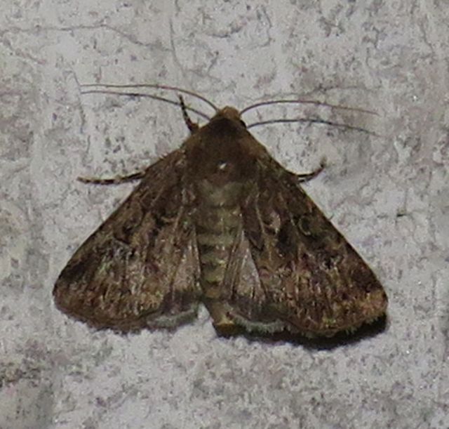 Noctuidae? S, Agrotis bigramma