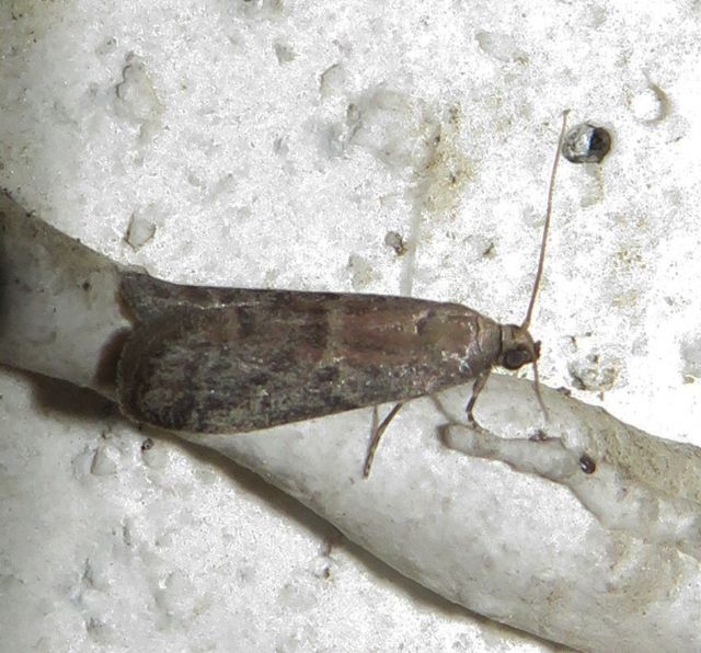 Pyralidae? S: Ephestia unicolorella