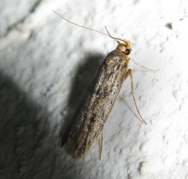 Phycitodes binaevella?