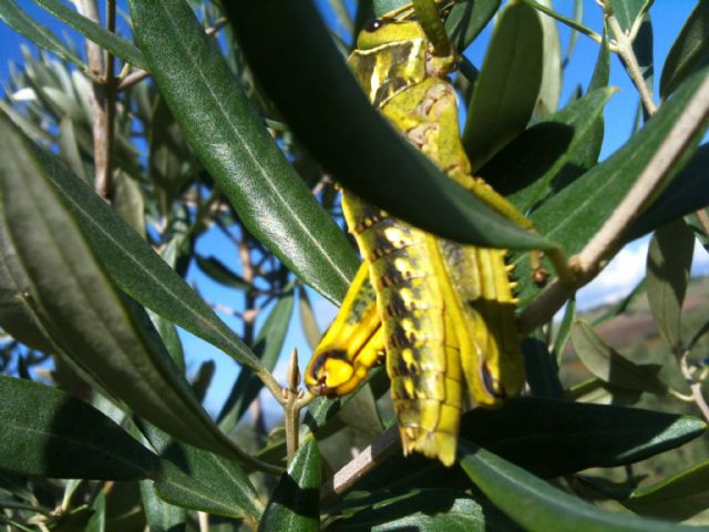 Pamphagus sardeus (Pamphagidae) dal sud Sardegna