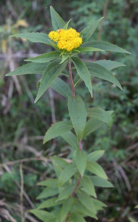 Solidago gigantea