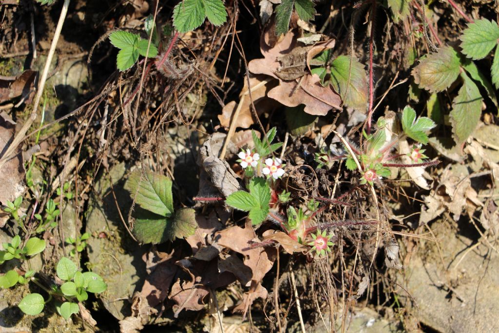 Potentilla micrantha