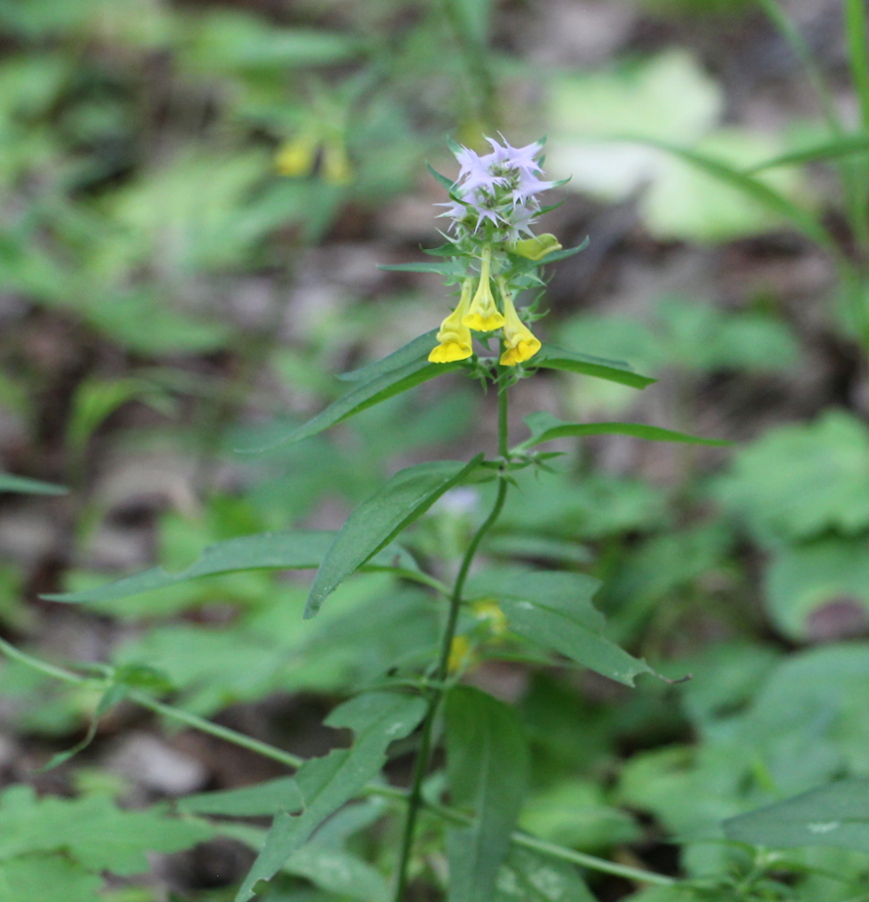 Melampyrum sp. ( (Lamiales -Orobanchaceae)