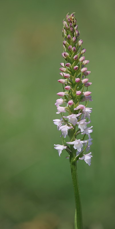 Dubbio su sperone Gymnadenia