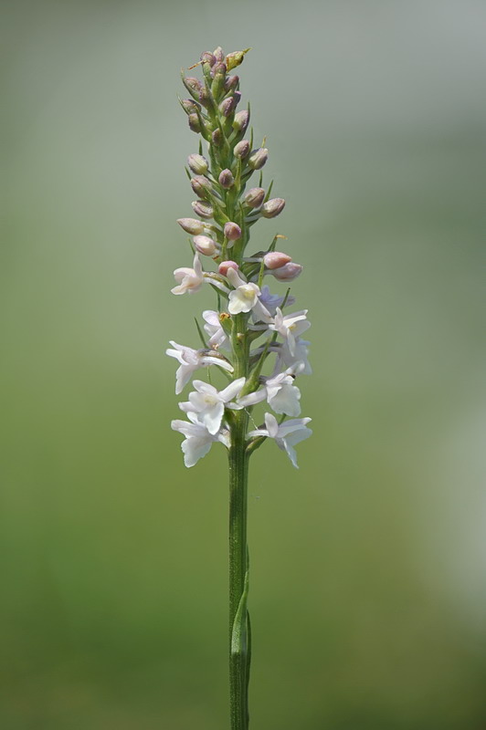 Dubbio su sperone Gymnadenia