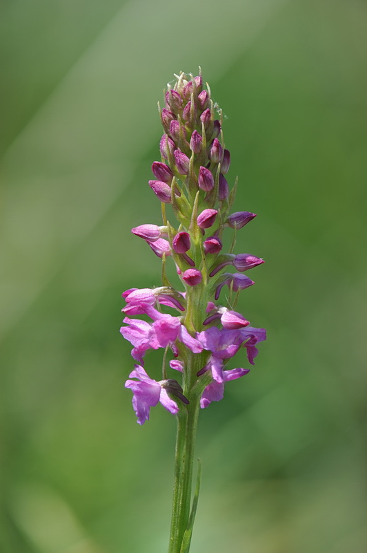 Dubbio su sperone Gymnadenia