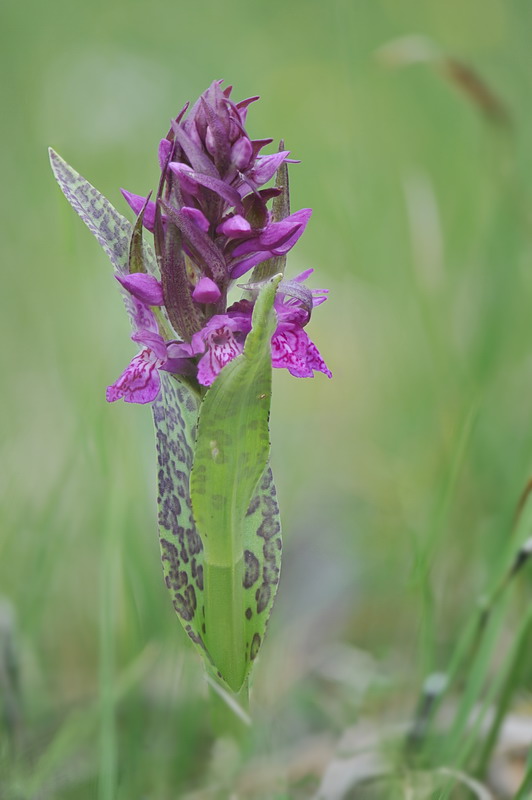 Dactylorhiza majalis?