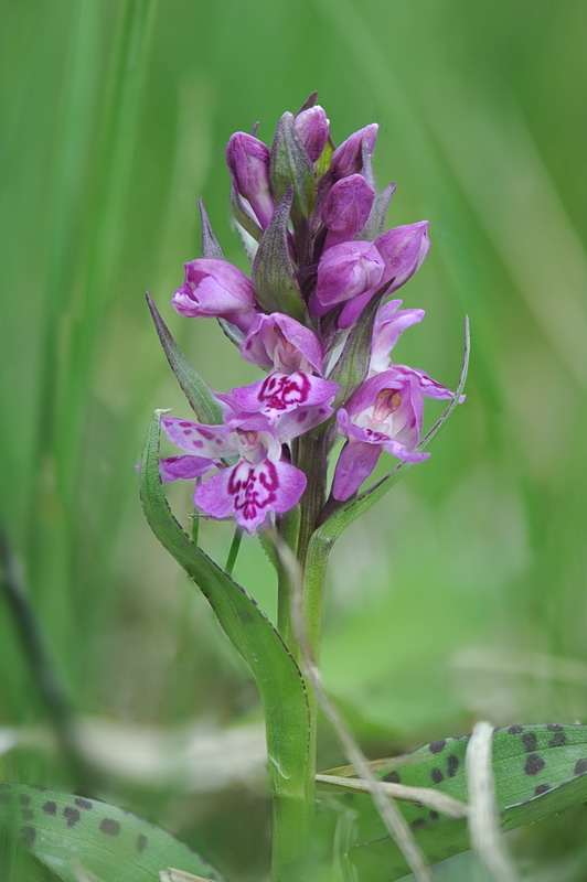 Dactylorhiza majalis?