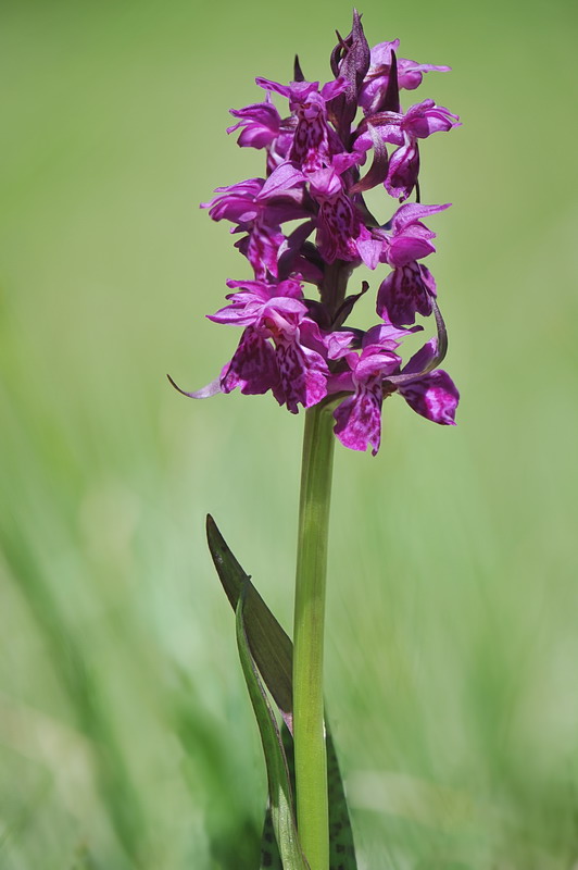 Dactylorhiza majalis?