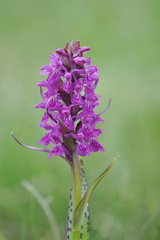 Dactylorhiza majalis?