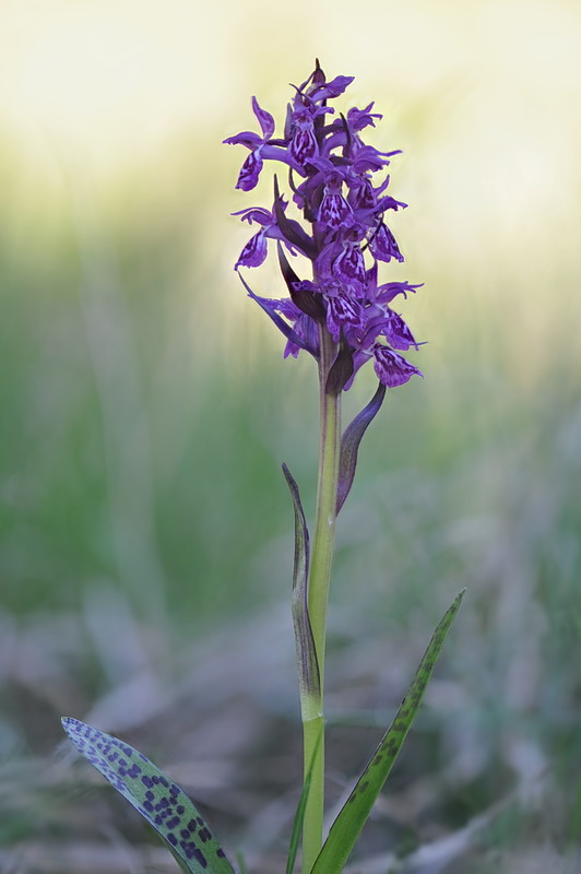 Dactylorhiza majalis?