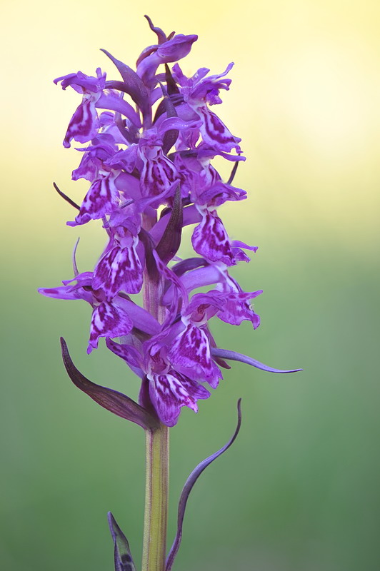 Dactylorhiza majalis?