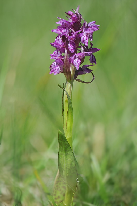 Dactylorhiza majalis?