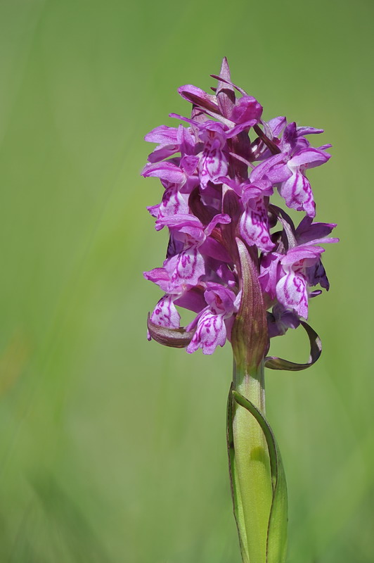 Dactylorhiza majalis?