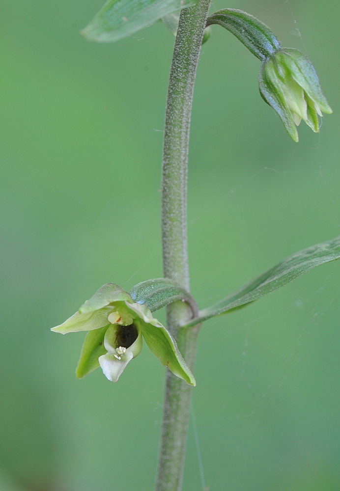 Epipactis da confermare - 4