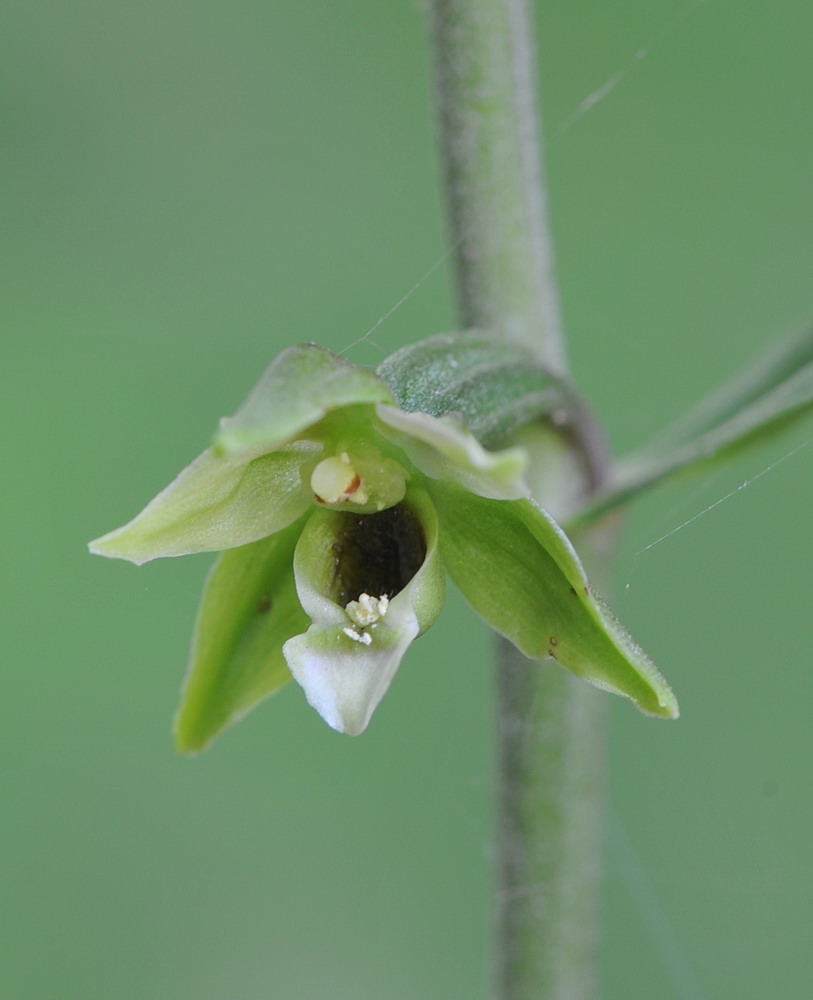 Epipactis da confermare - 4