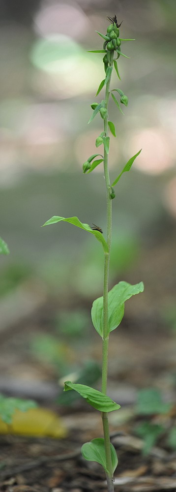 Epipactis da confermare - 4