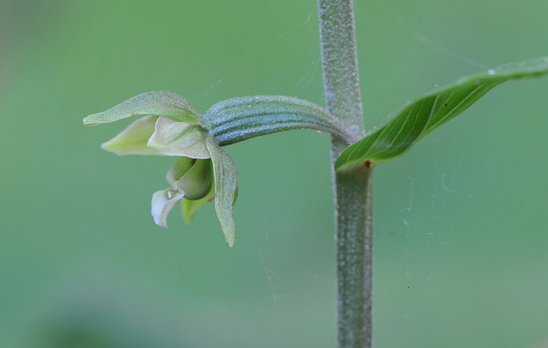 Epipactis da confermare - 4