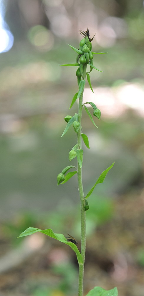 Epipactis da confermare - 4