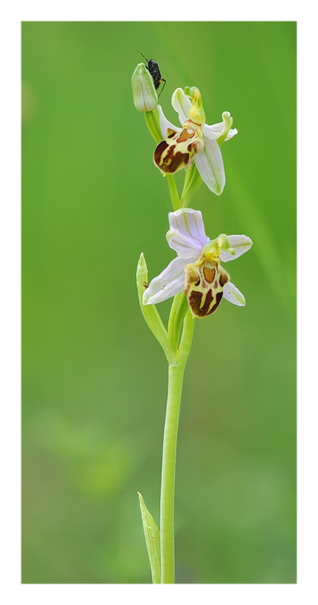 Orchidee Venete 2017 - 8