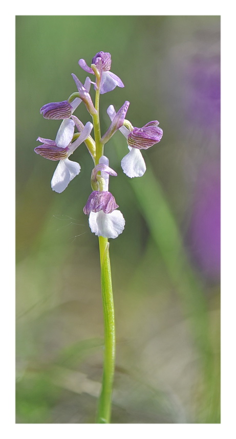 Orchidee Venete 2017 - 1