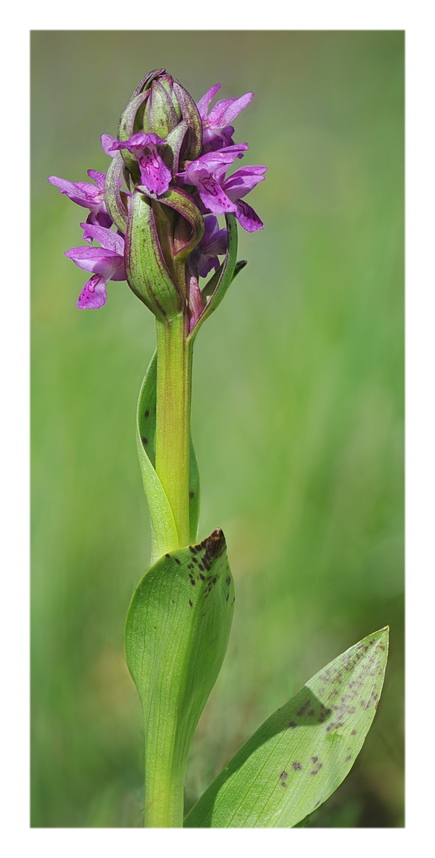 Orchidee Venete 2017 - 3