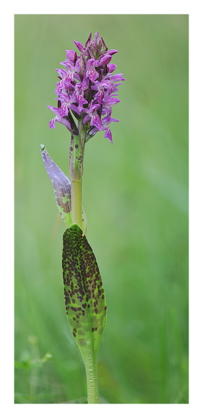 Orchidee Venete 2017 - 3