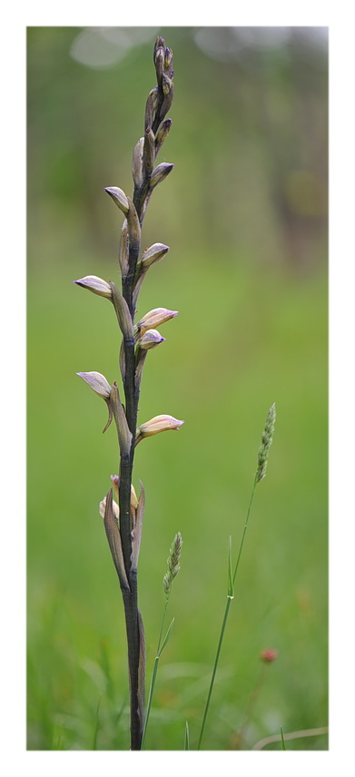 Orchidee Venete 2017 - 6