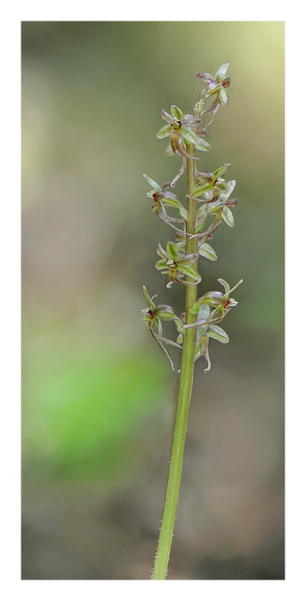 Orchidee Venete 2017 - 6