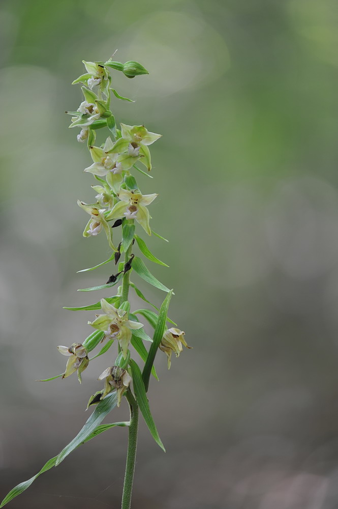 Epipactis neglecta