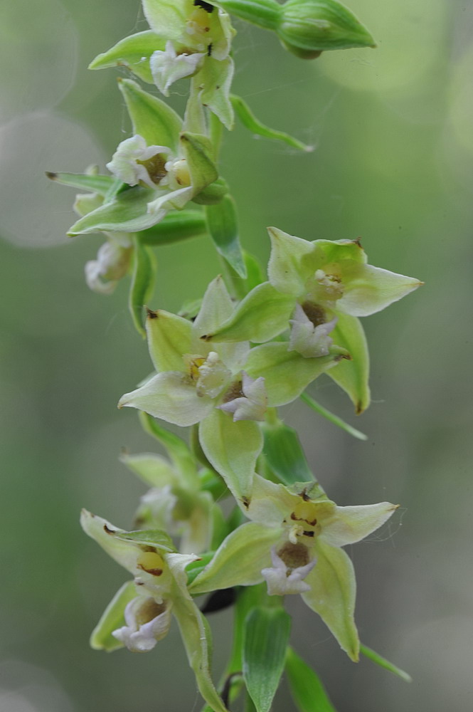 Epipactis neglecta