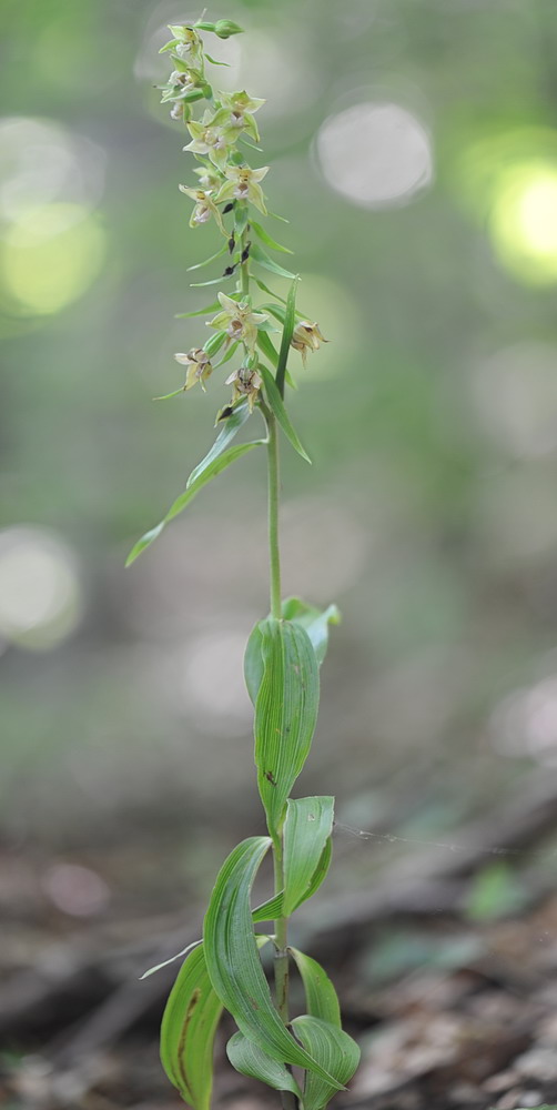 Epipactis neglecta