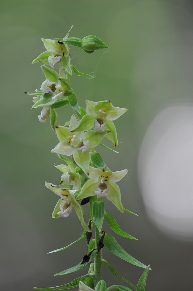 Epipactis neglecta