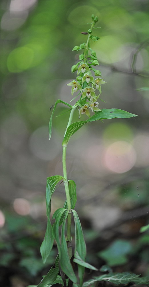 Epipactis neglecta