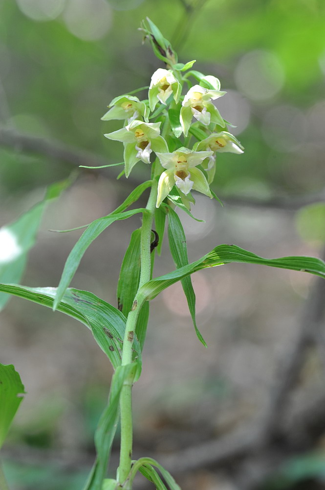 Epipactis neglecta