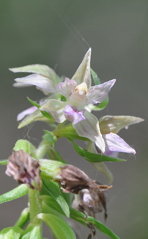 Epipactis neglecta