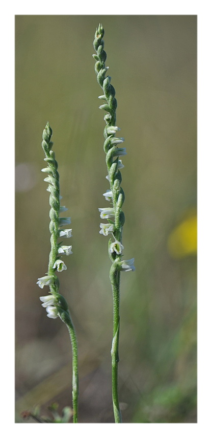 Orchidee Venete 2017 - 11