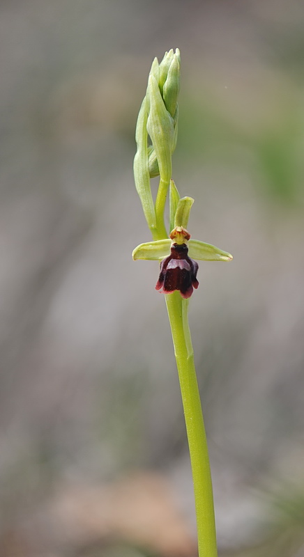 Ophrys hybrida?