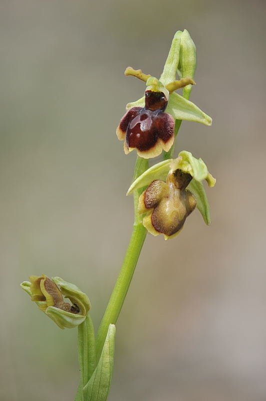 Ophrys hybrida?