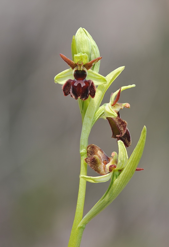 Ophrys hybrida?